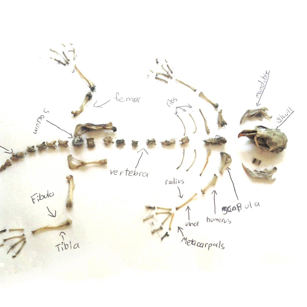 Wildlife Ecology & Owl Pellet Dissection Lab: Food Chain and Skeletal Analysis Activity