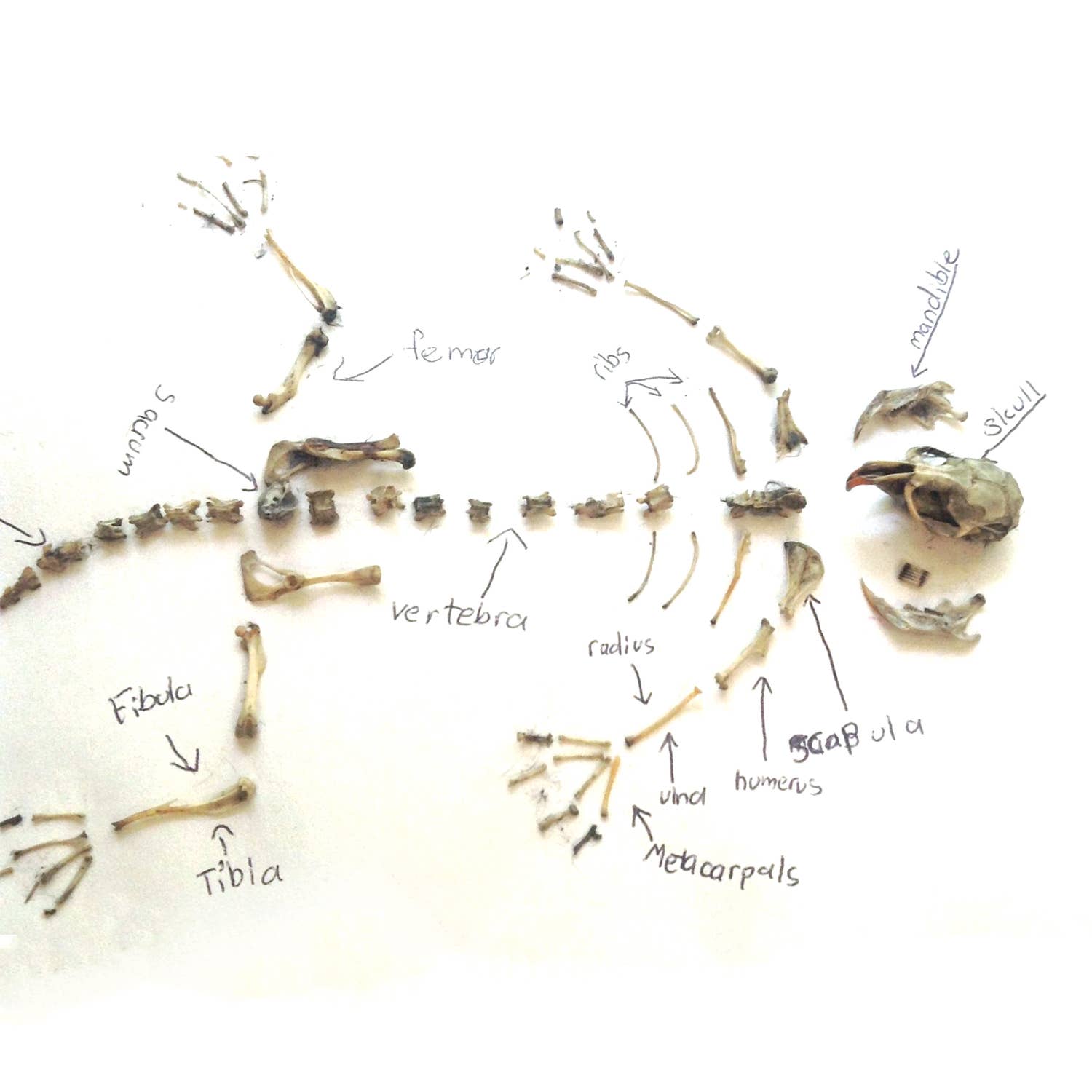 Wildlife Ecology & Owl Pellet Dissection Lab: Food Chain and Skeletal Analysis Activity