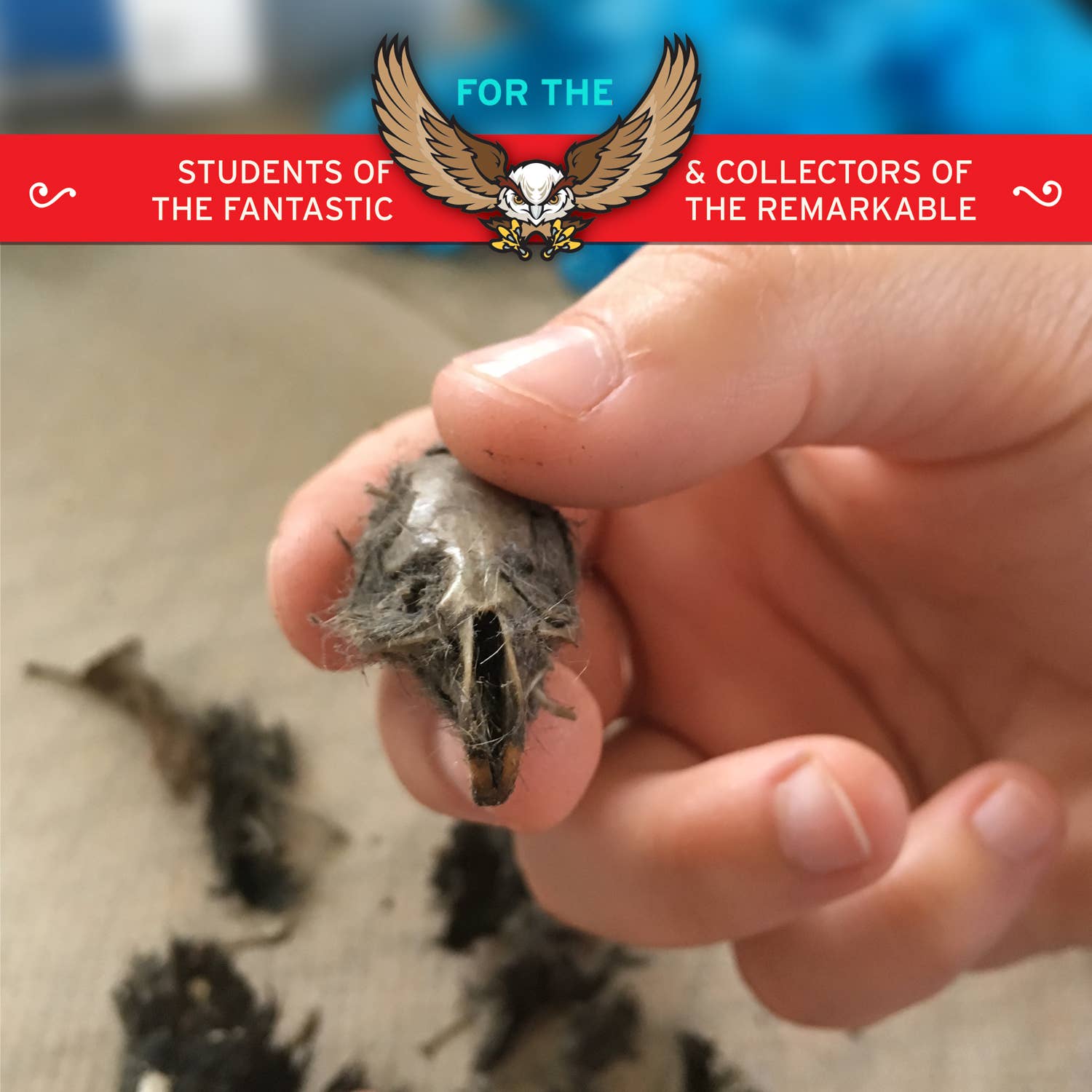 Owl Pellet Dissection Lab: Ecosystem Science, Food Webs, and Comparative Anatomy Exploration Kit