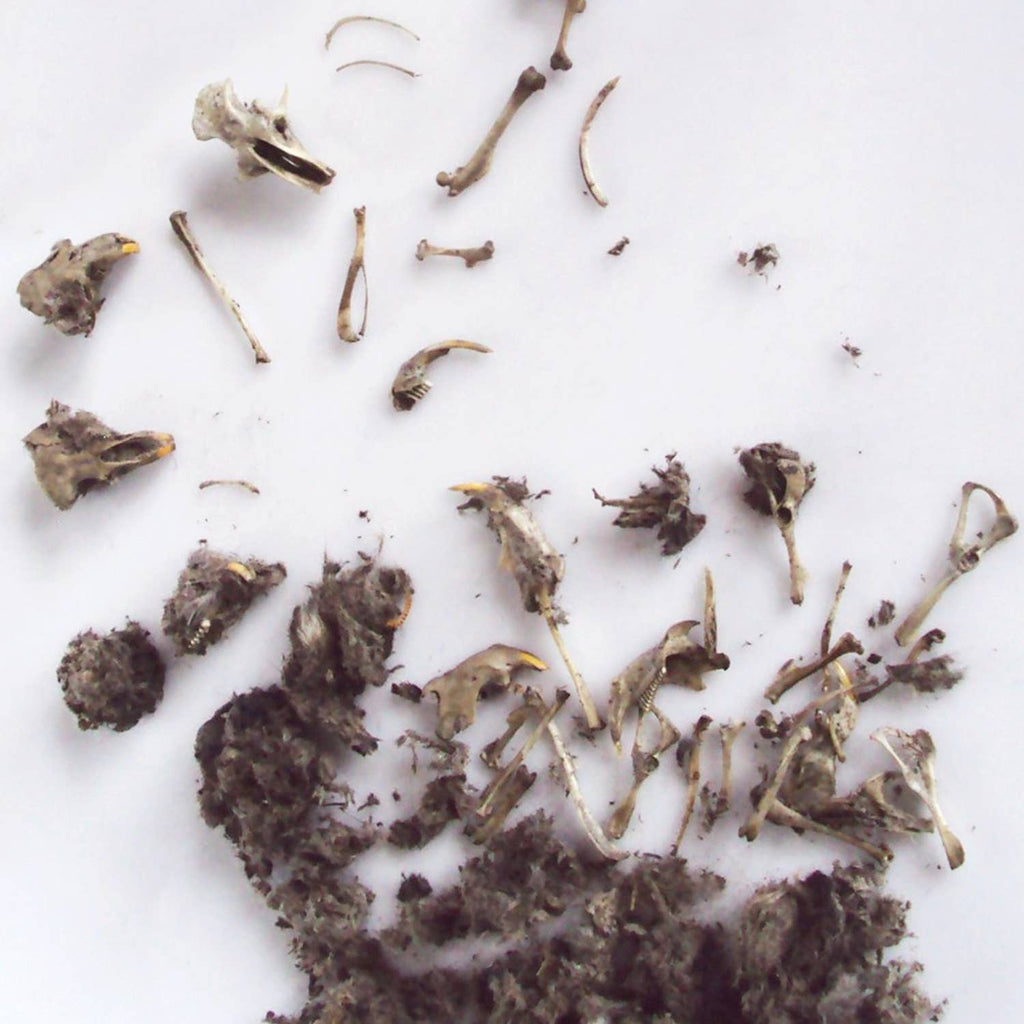 Wildlife Ecology & Owl Pellet Dissection Lab: Food Chain and Skeletal Analysis Activity