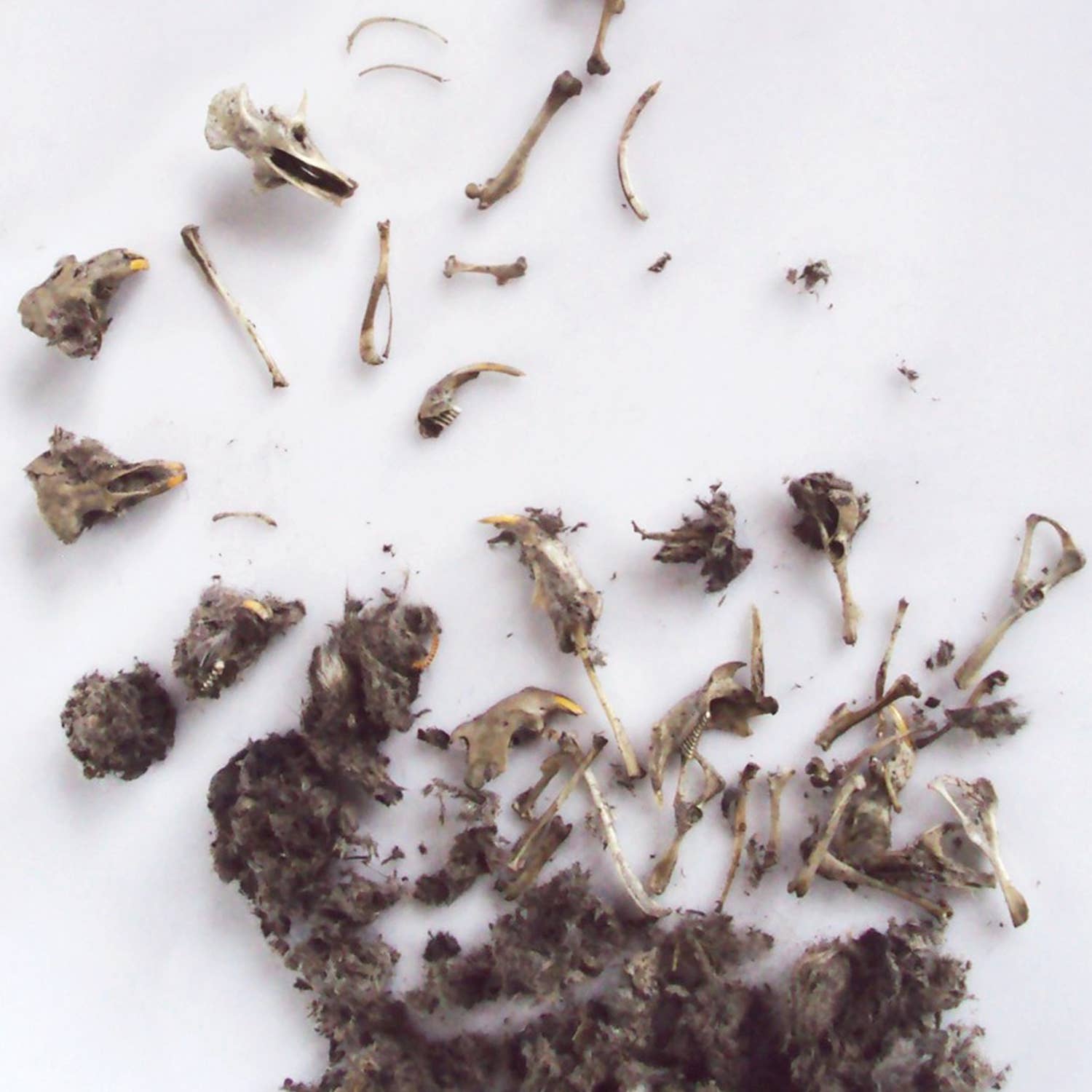 Wildlife Ecology & Owl Pellet Dissection Lab: Food Chain and Skeletal Analysis Activity