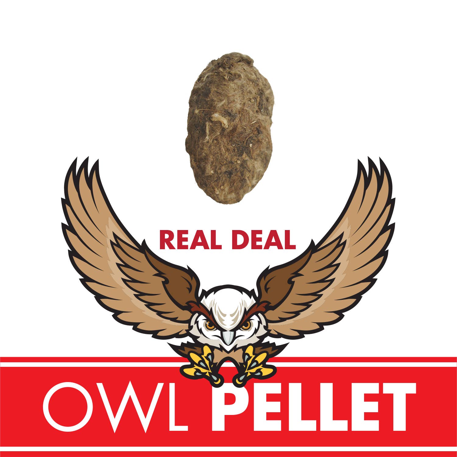 Wildlife Ecology & Owl Pellet Dissection Lab: Food Chain and Skeletal Analysis Activity