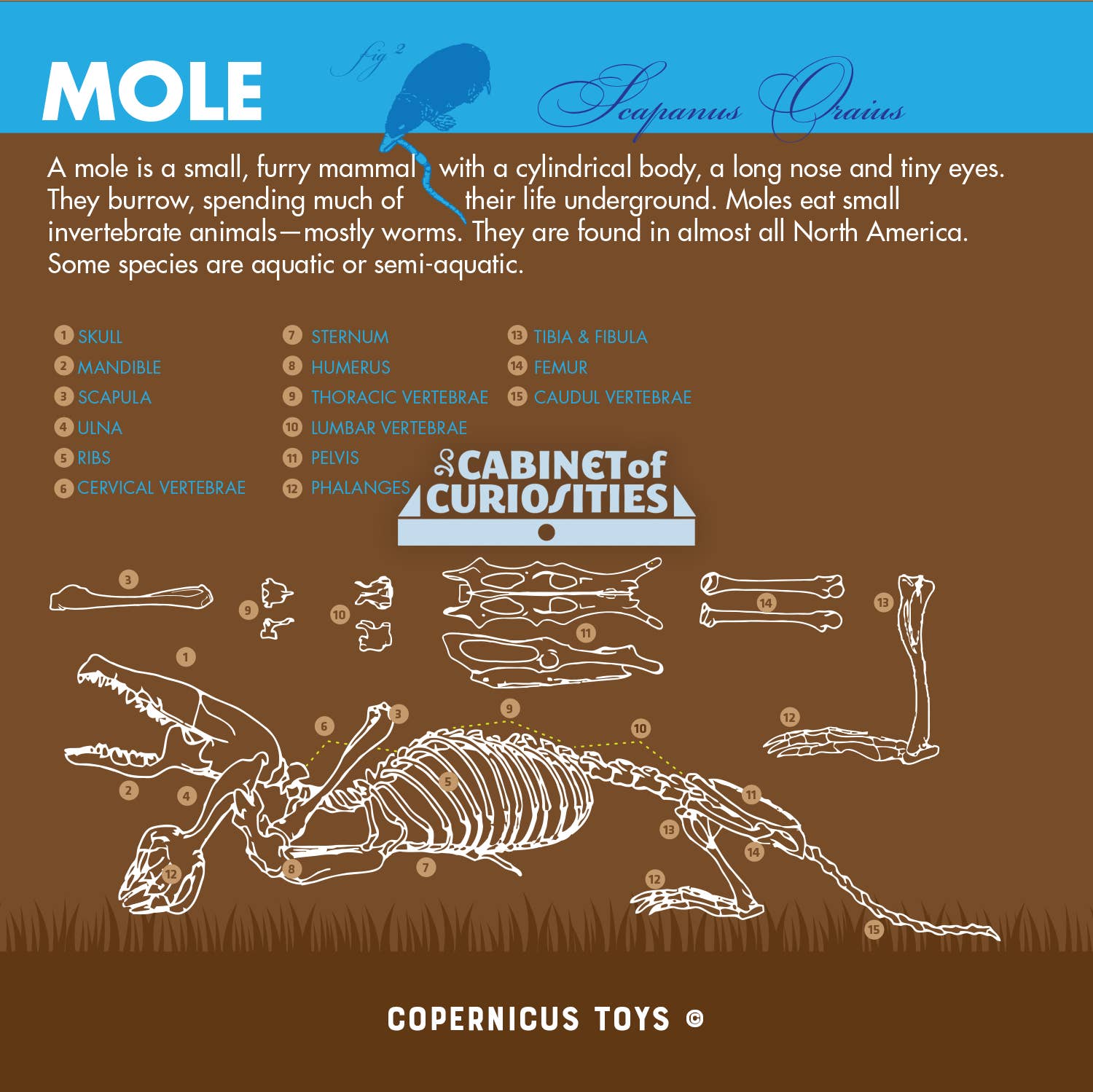 Owl Pellet Dissection Lab: Ecosystem Science, Food Webs, and Comparative Anatomy Exploration Kit