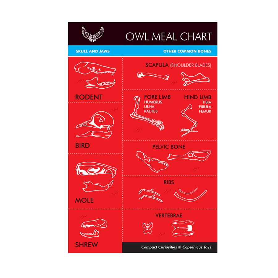 Wildlife Ecology & Owl Pellet Dissection Lab: Food Chain and Skeletal Analysis Activity