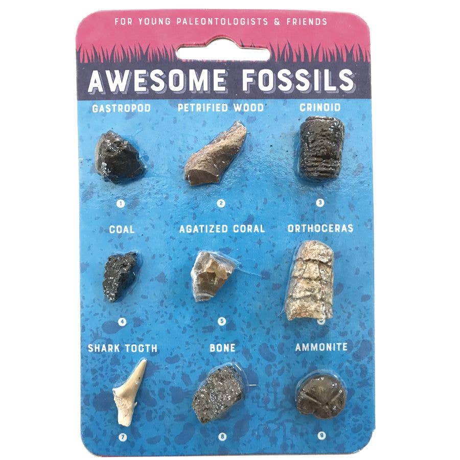Earth Science Discovery Collection: Rocks, Minerals, Gemstones, and Fossil Identification Study Set