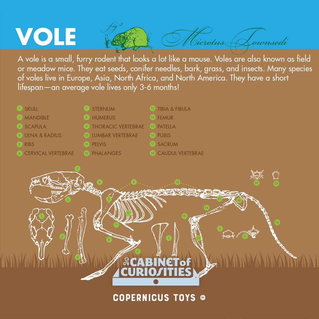 Owl Pellet Dissection Lab: Ecosystem Science, Food Webs, and Comparative Anatomy Exploration Kit