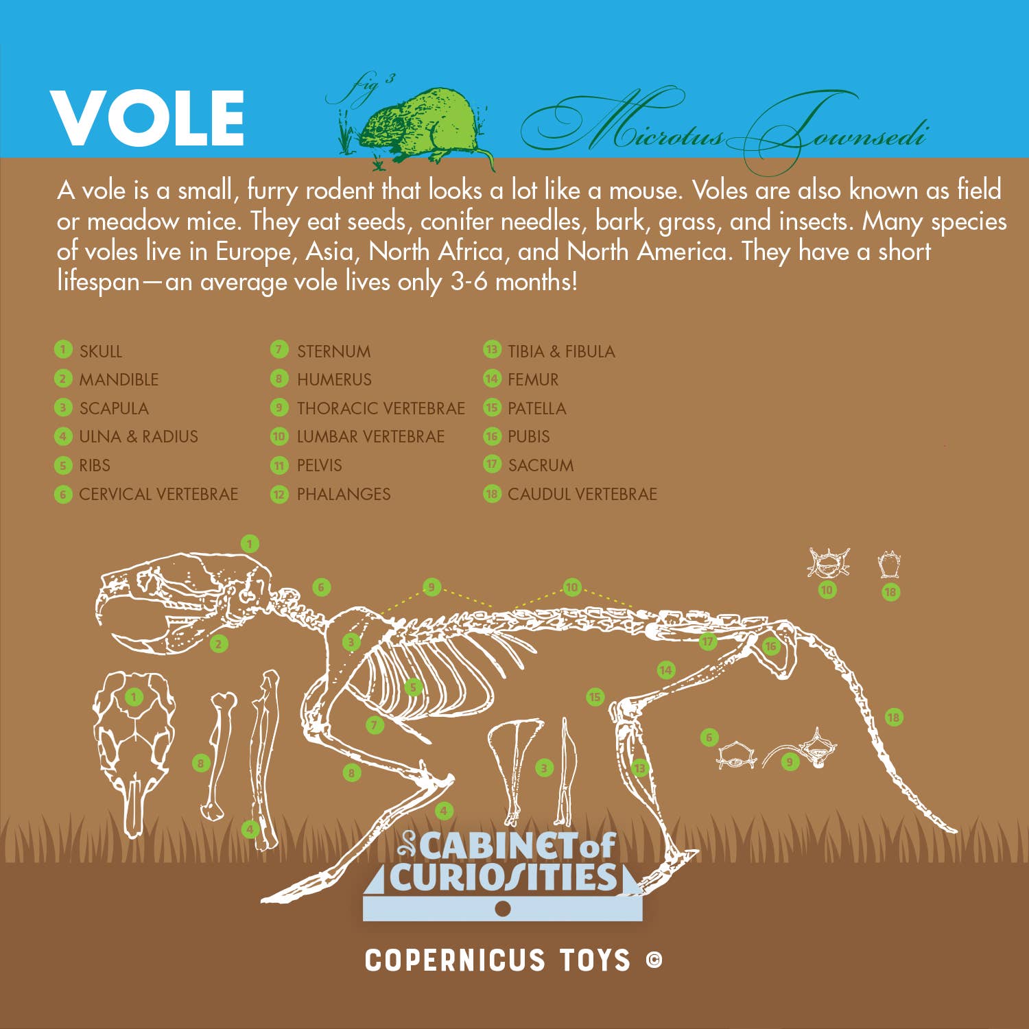 Owl Pellet Dissection Lab: Ecosystem Science, Food Webs, and Comparative Anatomy Exploration Kit